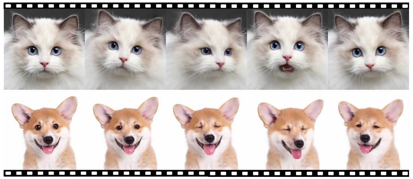 Animal animation examples. We show the animation results of a Ragdoll cat and a Corgi dog, with driving motions derived from human videos.