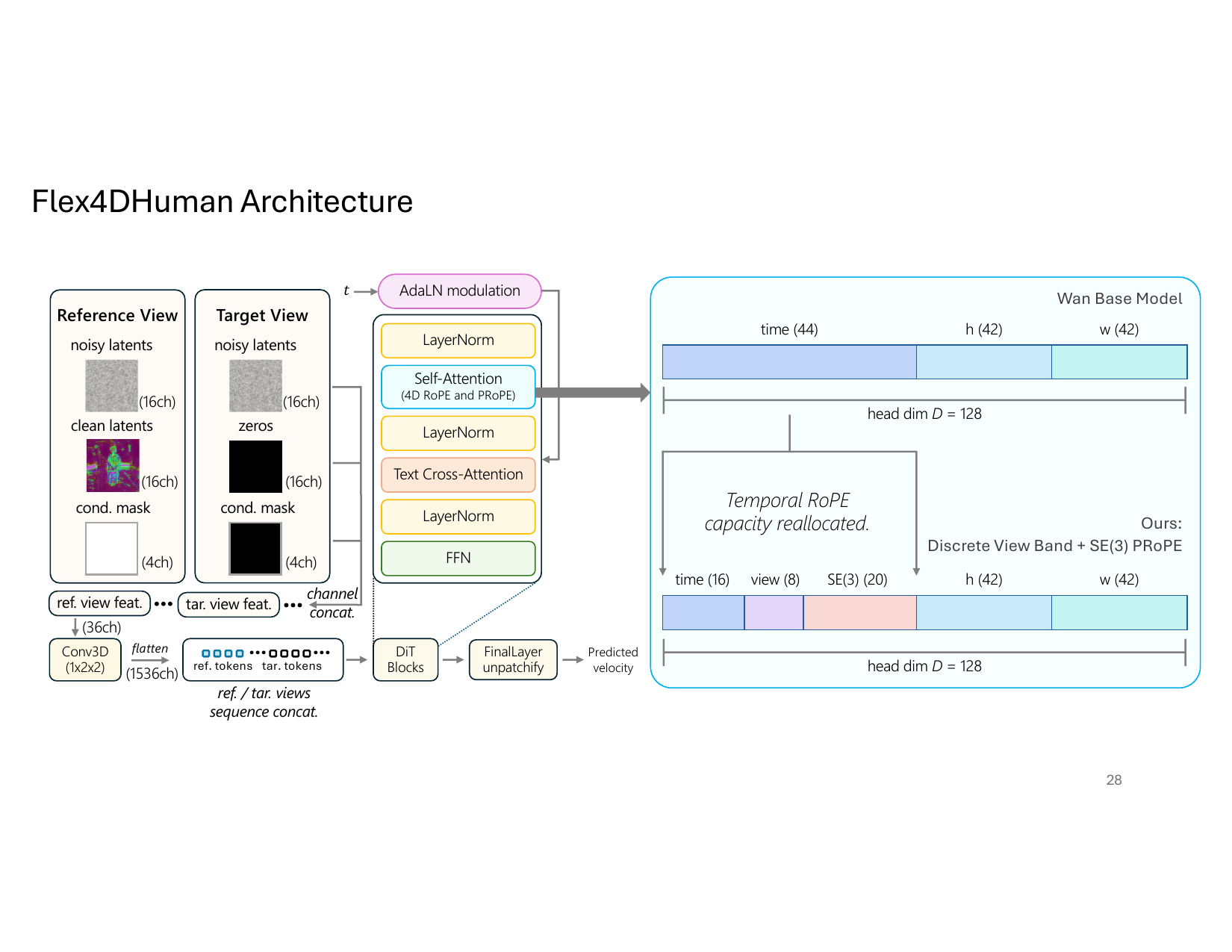 Flex4DHuman architecture and projective positional encoding